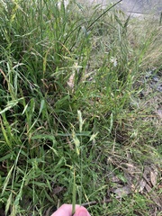 Bromus catharticus