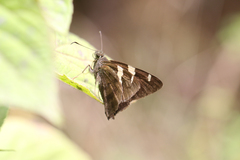Autochton vectilucis