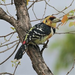 Trachyphonus vaillantii