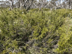 Grevillea australis