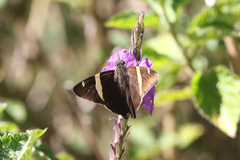 Autochton vectilucis