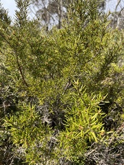 Grevillea australis