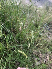 Bromus catharticus