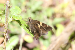 Autochton vectilucis