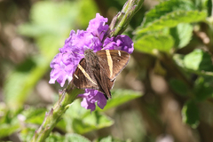 Autochton vectilucis