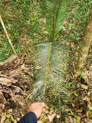 Macrozamia douglasii