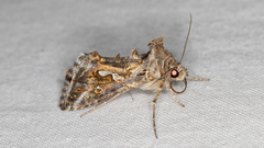 Chrysodeixis argentifera