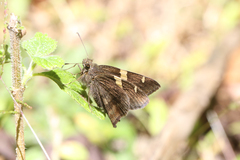 Autochton vectilucis