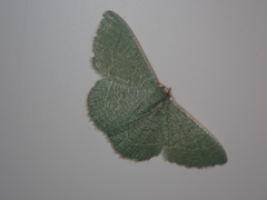 Phaiogramma etruscaria