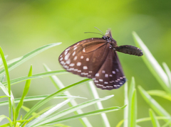 Euploea phaenareta
