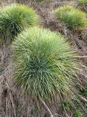 Aciphylla glaucescens