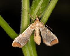 Leucinodes cordalis