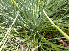 Aciphylla glaucescens