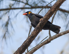 Gracula religiosa