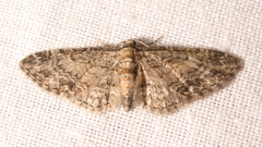 Eupithecia inturbata
