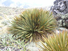 Aciphylla ferox