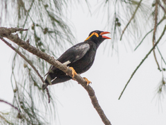 Gracula religiosa