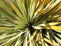 Aciphylla ferox