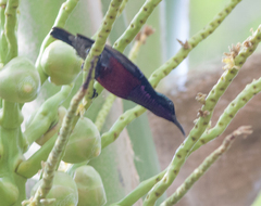Leptocoma brasiliana