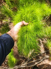 Caustis blakei