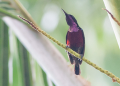 Leptocoma brasiliana