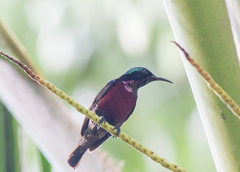 Leptocoma brasiliana