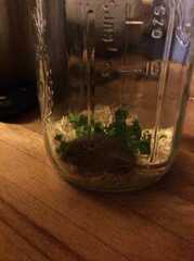 Peromyscus maniculatus