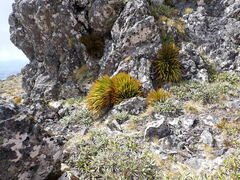 Aciphylla ferox