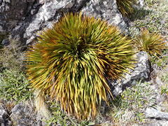 Aciphylla ferox