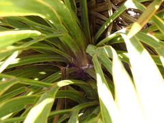 Aciphylla ferox