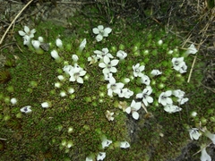 Veronica pulvinaris