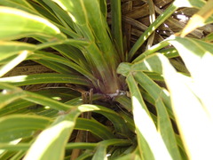 Aciphylla ferox