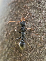 Myrmecia haskinsorum