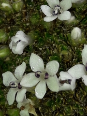 Veronica pulvinaris