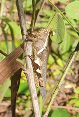 Xenocatantops humilis