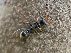 Myrmecia haskinsorum