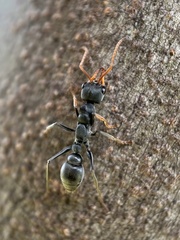Myrmecia haskinsorum