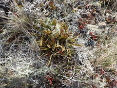Aciphylla monroi