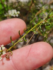 Platysace ericoides