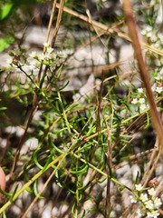 Platysace ericoides