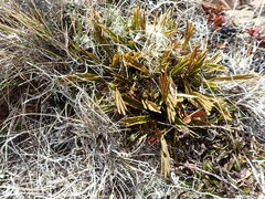 Aciphylla monroi