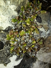 Notogrammitis crassior