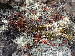 Aciphylla monroi