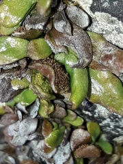 Notogrammitis crassior