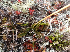 Aciphylla monroi