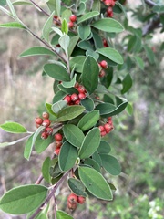 Cotoneaster pannosus