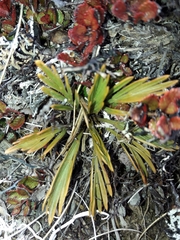 Aciphylla monroi