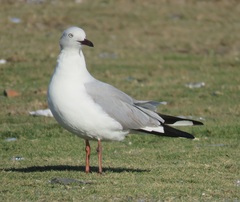 Chroicocephalus cirrocephalus poiocephalus
