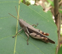 Diabolocatantops pinguis