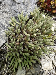 Kelleria villosa villosa